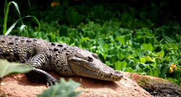 La Ferme aux Crocodiles (À 10 min)