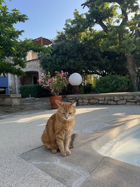 Chat roux magnifique nommé percy assis sur la terrasse d'une maison d'hôtes de charme avec piscine à Saint-Restitut.